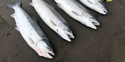 STEELHEADTHUMB